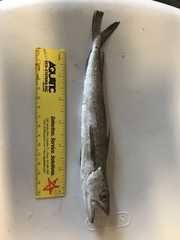 Merluccius bilinearis