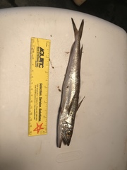 Merluccius bilinearis