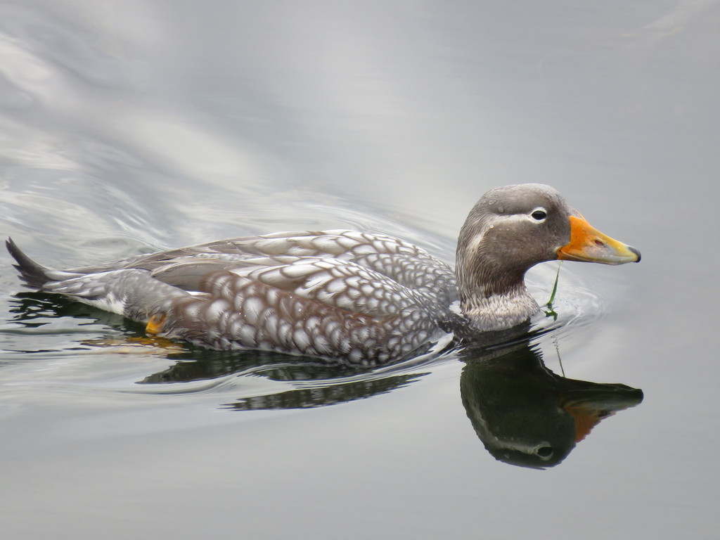 Flying Steamer Duck
