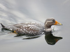 Flying Steamer Duck photo 1