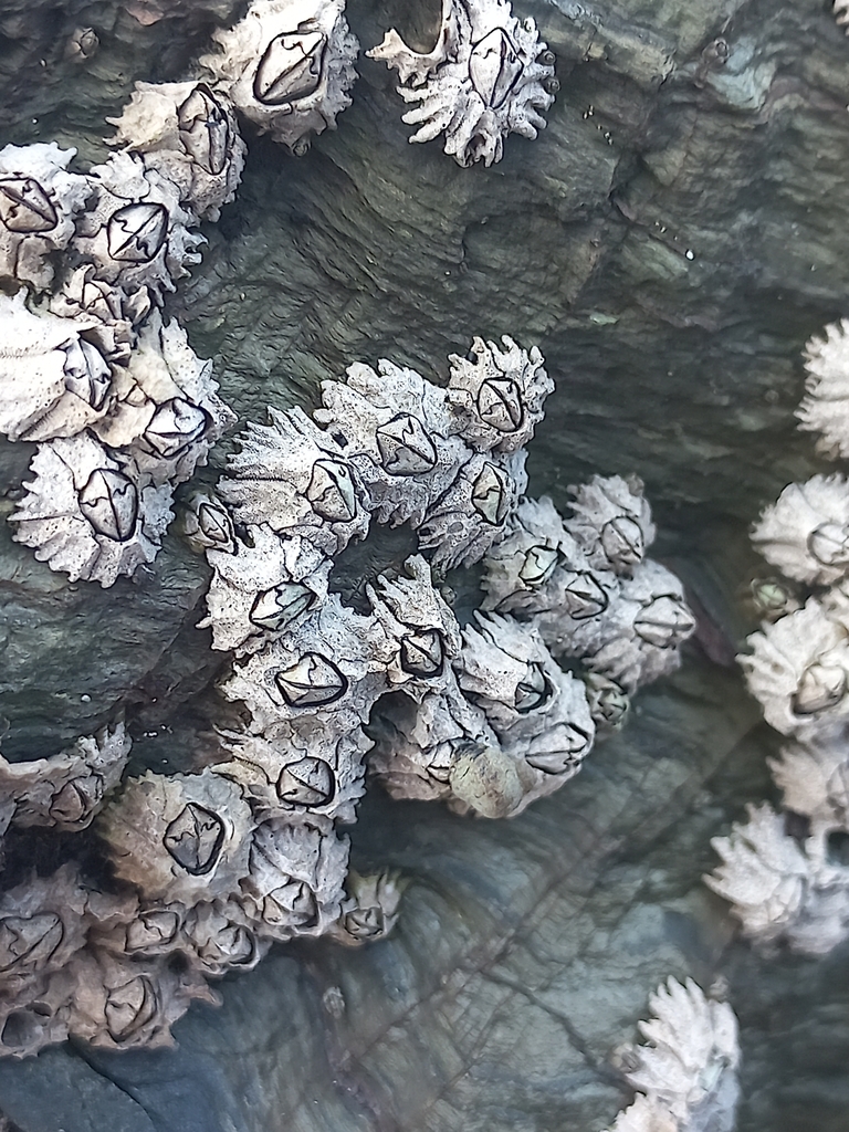 Tooth Barnacle from Infanta, South Africa on April 28, 2023 at 12:59 PM ...