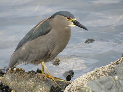 Nycticorax nycticorax