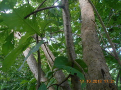 Tabernaemontana tomentosa