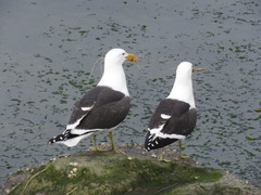 Larus dominicanus