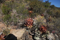 Aloe microstigma