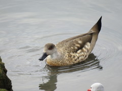 Lophonetta specularioides