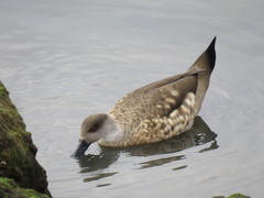 Lophonetta specularioides