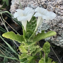Ruellia leucantha