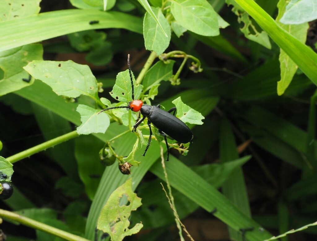 Epicauta hirticornis from 台灣新竹縣 on April 28, 2023 at 09:58 PM by 水牛 ...