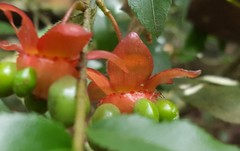 Ochna serrulata