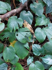Monstera (Amydrium)