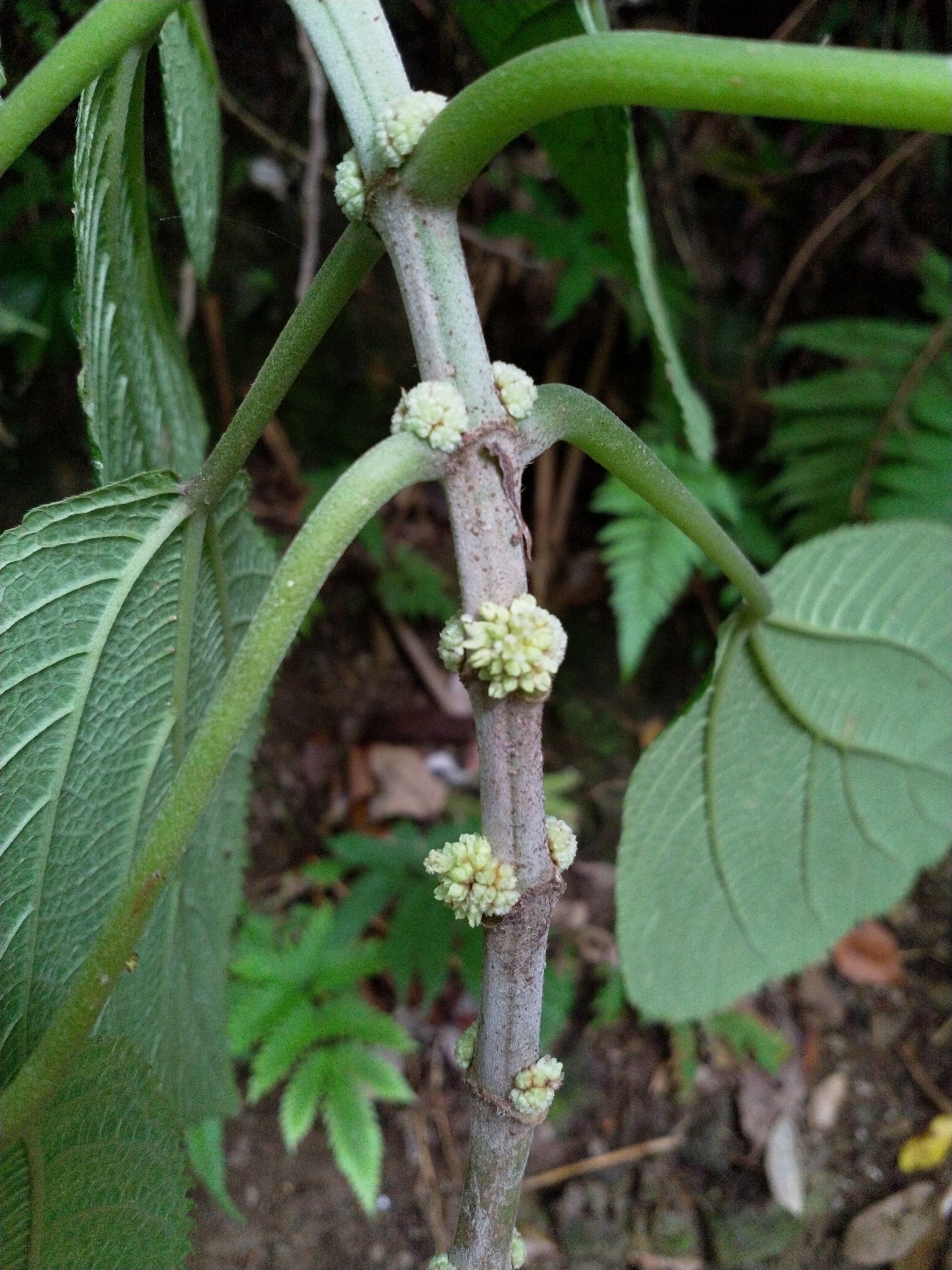 Cypholophus
