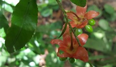 Ochna serrulata