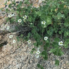 Drymaria debilis