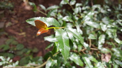 Ochna serrulata