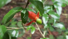 Ochna serrulata