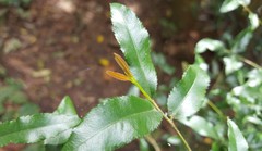 Ochna serrulata