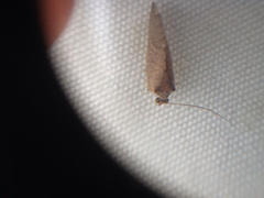 Drepanacra binocula