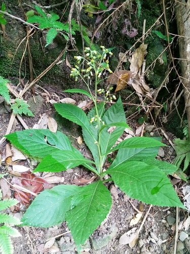 Blumea conspicua