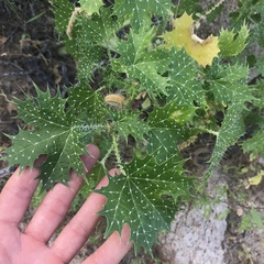 Cnidoscolus maculatus
