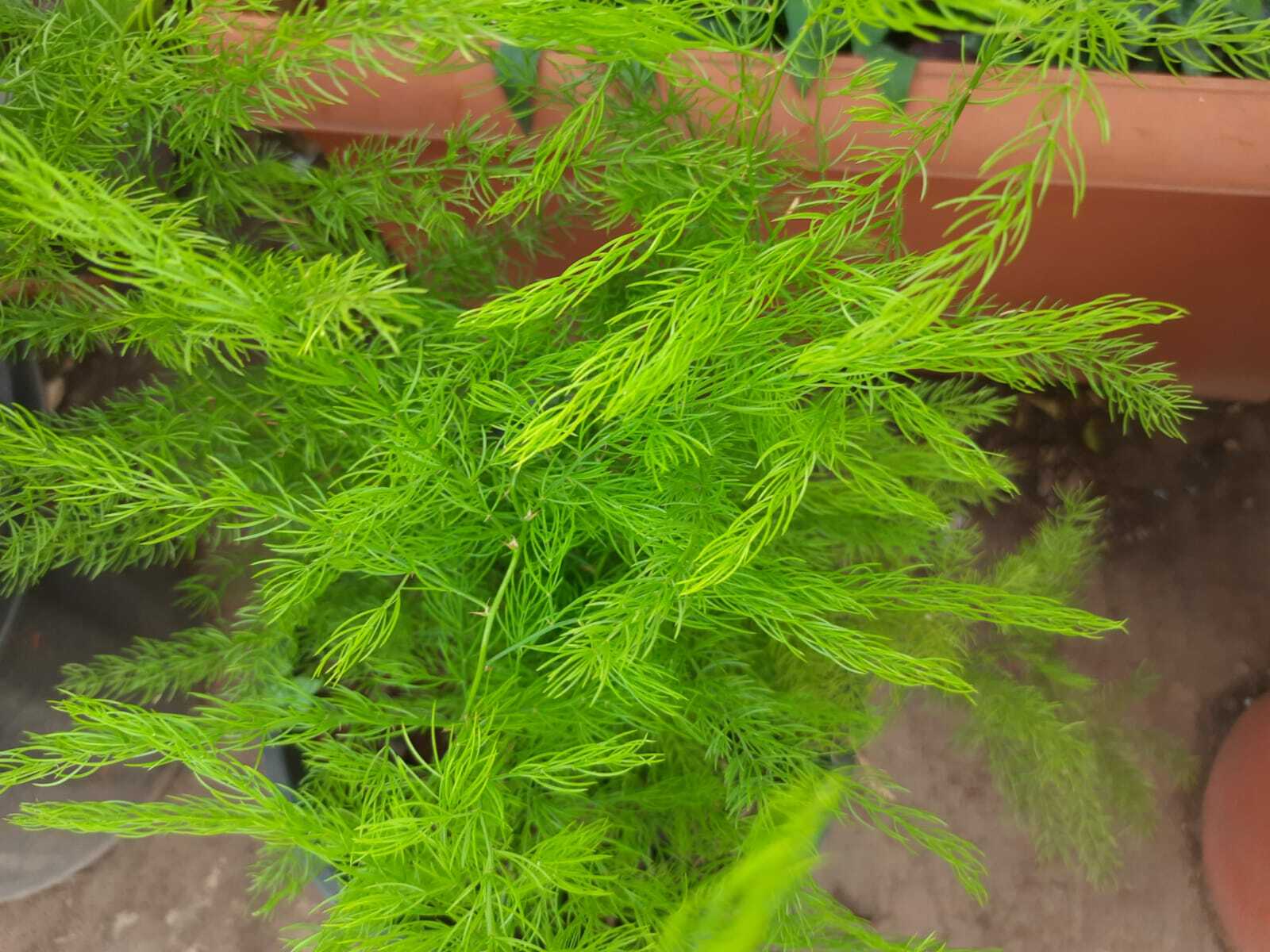 Asparagus racemosus Willd.