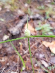 Cyperus sesquiflorus