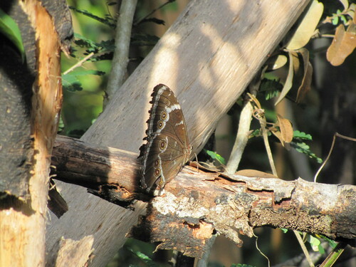 Common Morpho