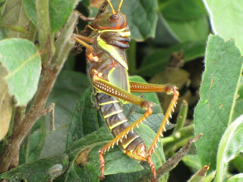 Violet-winged Grasshopper