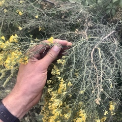 Xylothamia diffusa