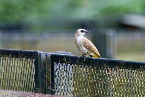 Yellow-vented Bulbul, photo 6 of 10
