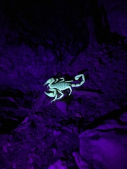Smeringurus vachoni