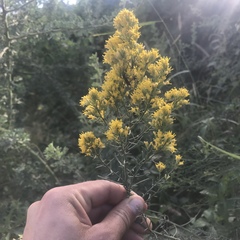 Xylothamia diffusa