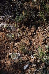 Tribolium hispidum
