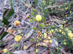 Acacia aculeatissima