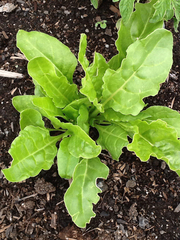Beta vulgaris cicla