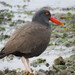 Blackish Oystercatcher - Photo (c) Nicolas Olejnik, some rights reserved (CC BY-NC)