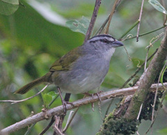 Black-Striped Sparrow photo 2