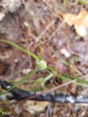 Cyperus sesquiflorus