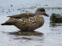 Lophonetta specularioides