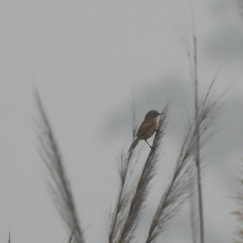 Long-tailed Reed Finch (Donacospiza albifrons), photo 10