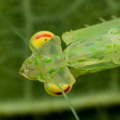 Sinomantis denticulata