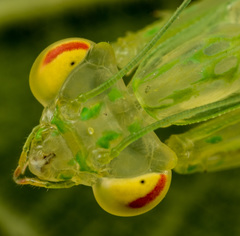 Sinomantis denticulata