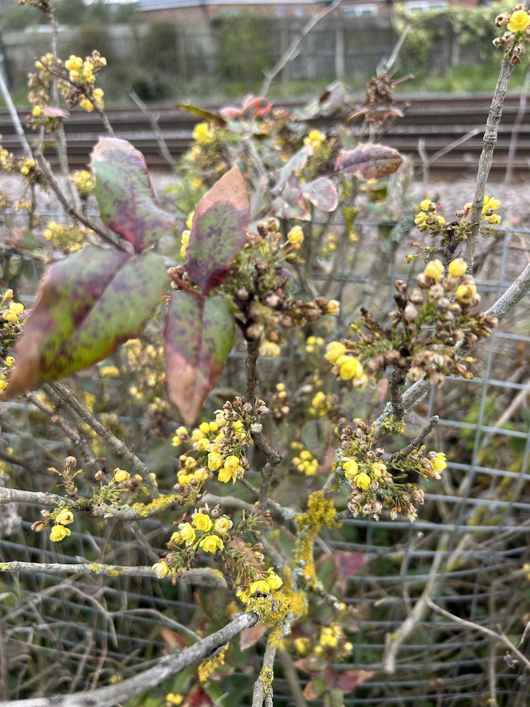 Oregon grape from Coopies Lane, Morpeth, England, GB on April 28, 2023