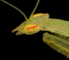 Sinomantis denticulata