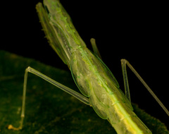 Sinomantis denticulata