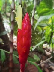 Costus stenophyllus