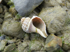 Trophon geversianus