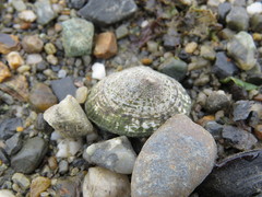 Siphonaria lessonii