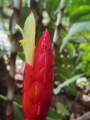 Costus stenophyllus, photograph (c) Eduardo Chacón Madrigal, some rights reserved (CC BY)