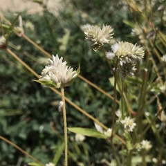 Gomphrena sonorae